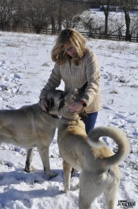 Jensen standing in the snow petting two Kangals