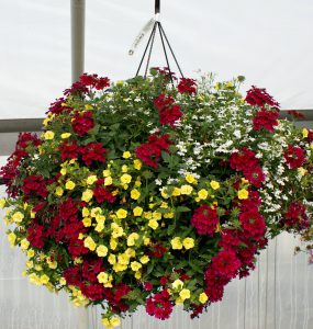 hanging basket of flower