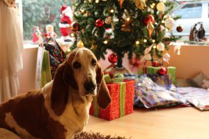 pets: a dog in front of a christmas tree and presents