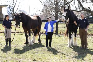 Pet: three people with clydesdales