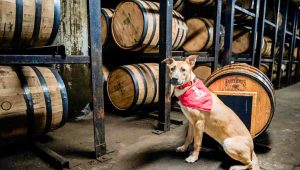Pet: a dog with a red bandana surrounded by bourbon barrels