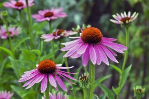 Garden: Echinacea is an ancient medicinal plant used by the North American Indians for colds, coughs, sore throats and tonsillitis. Even today, Echinacea angustifolia is used internally against respiratory and urinary tract infections and externally for the treatment of poorly healing wounds.