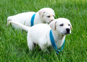 Bluegrass Care Navigators: two puppies running in the grass
