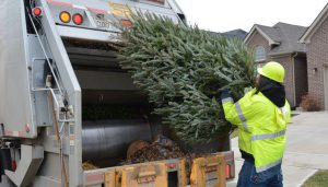 A man recycling a Christmas Tree in the back of a garbage truck